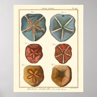 Gemmes Dollars De Sable