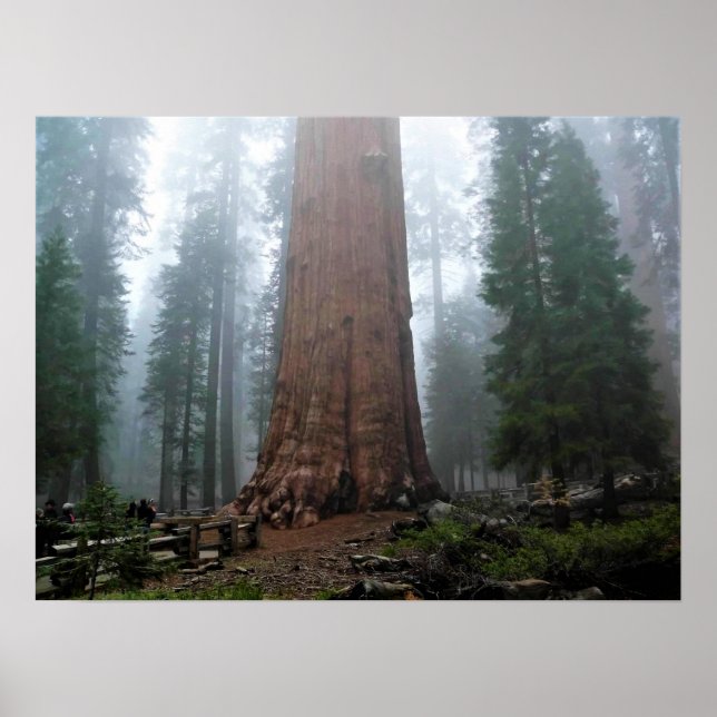 Affiche Général Sherman Tree, Sequoia, CA (Devant)