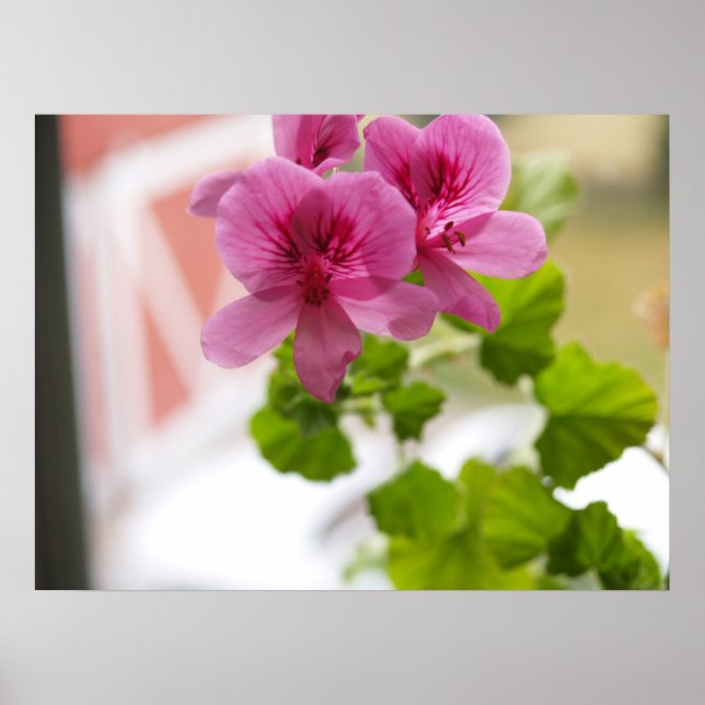Affiche Geraniums (Devant)