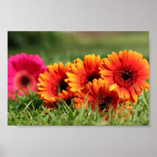 Affiche Gerber Daisies