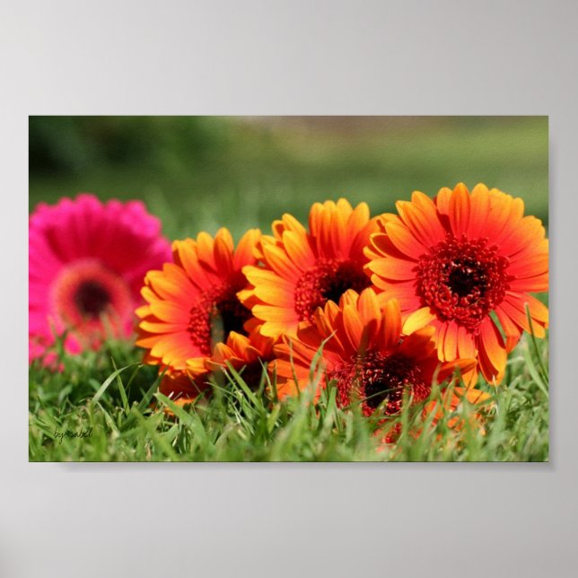 Affiche Gerber Daisies (Devant)