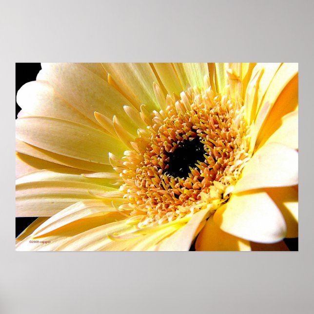 Affiche Gerbera (Devant)