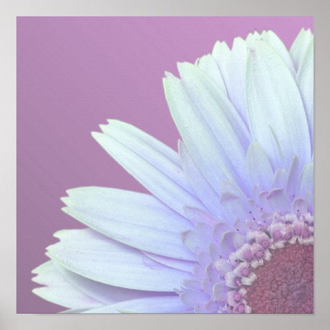 Affiche Gerbera Daisy (Devant)