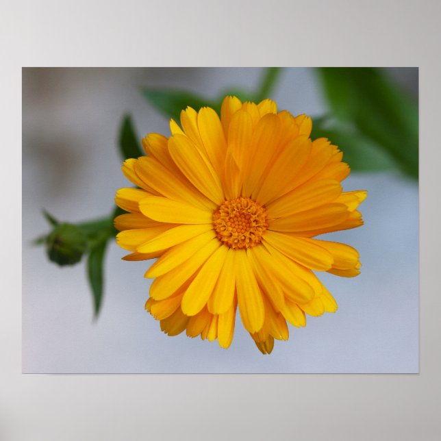 Affiche Gerbera jaune Fleur sauvage de marguerite (Devant)