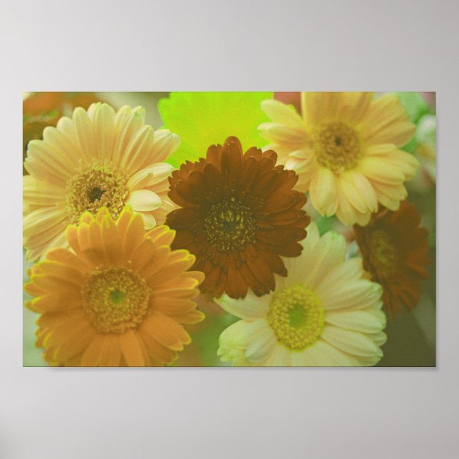 Affiche Gerbera Jaune Fleurs de marguerite Mur Art Imprime (Devant)