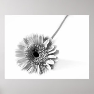Affiche Gerbera marguerite