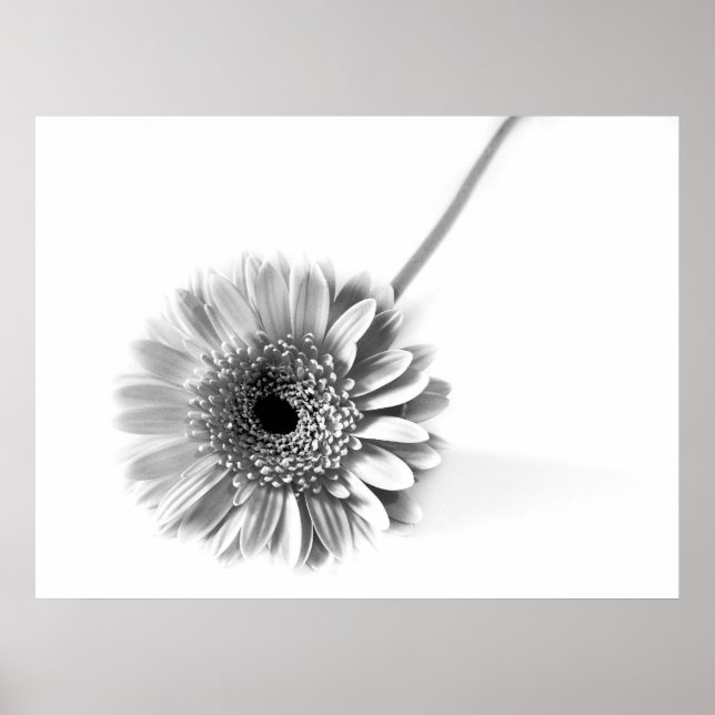 Affiche Gerbera marguerite (Devant)