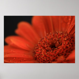Affiche Gerbera orange profonde