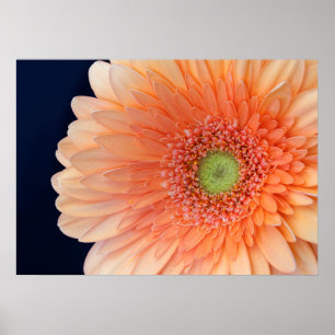Affiche Gerbera pêche