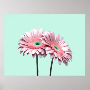 Affiche Gerbera Rose Daisies