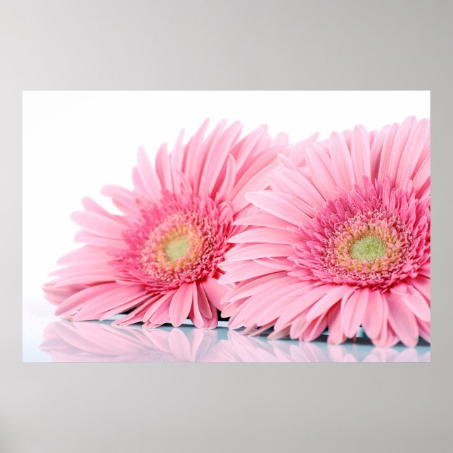 Affiche Gerbera Rose Daisies Élégante Photographie (Devant)