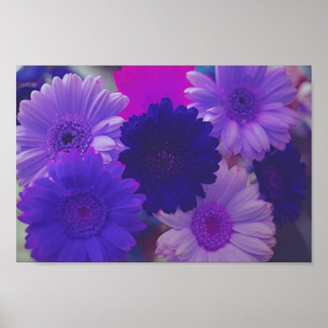 Affiche Gerbera violet Fleurs de marguerite Mur Art Imprim (Devant)