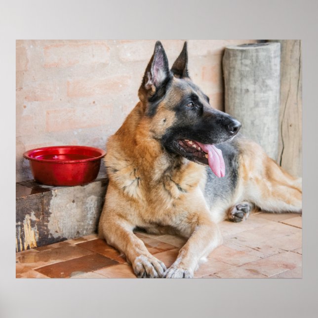 Affiche German Shepherd Resting (Devant)