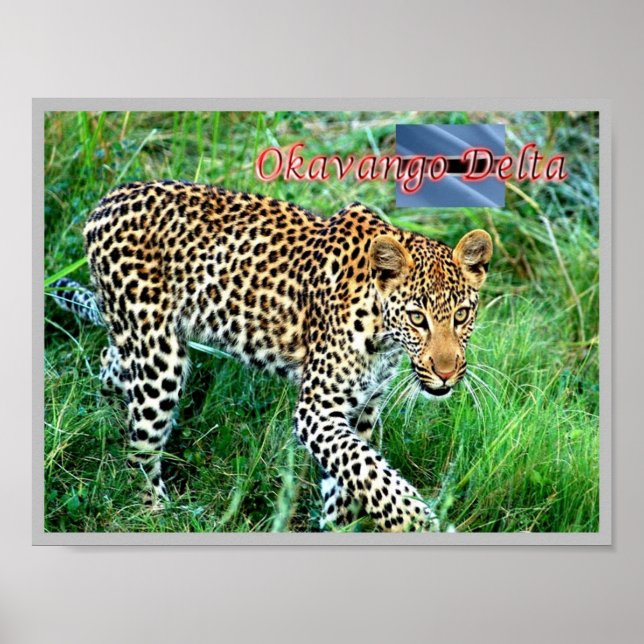 Affiche GHEPARD Delta de l'Okavango - (Devant)