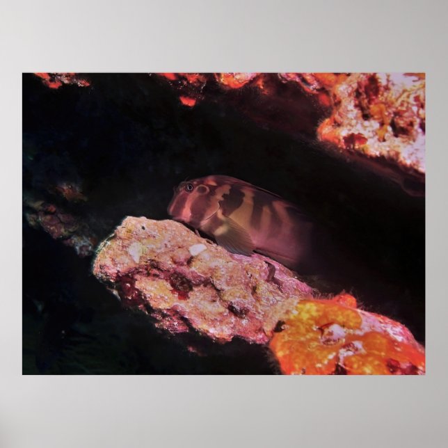 Affiche Giant Blenny (Devant)