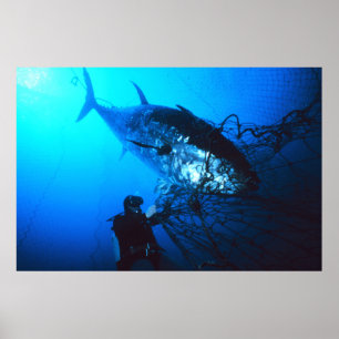 Affiche Giant Bluefin Tuna Caught in a net