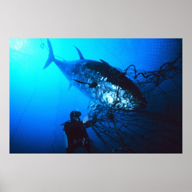 Affiche Giant Bluefin Tuna Caught in a net (Devant)