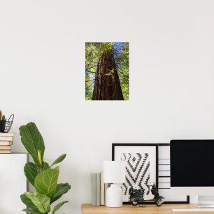 Affiche Giant Douglas Fir Tree Photographic