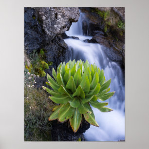 Affiche Giant Groundsel ou Dendrosenecio 2