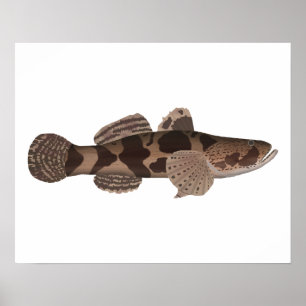 Affiche Giant Gudgeon