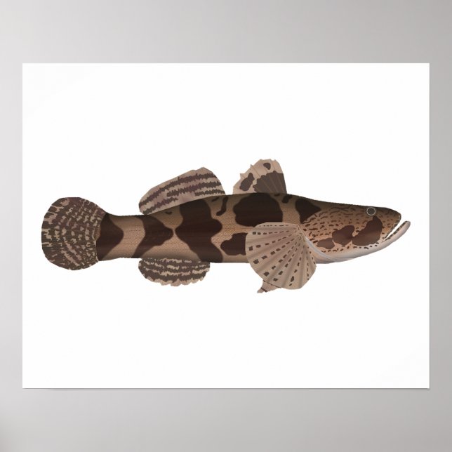 Affiche Giant Gudgeon (Devant)