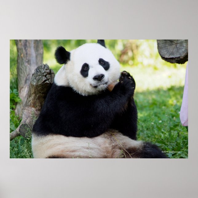Affiche Giant Panda assis (Devant)