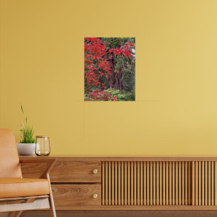 Affiche Giant Sequoia and Red Maple Leaves Photographic