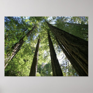 Affiche "Giants", Muir Woods