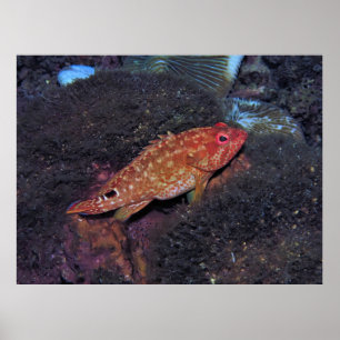 Affiche Gili T Scorpionfish