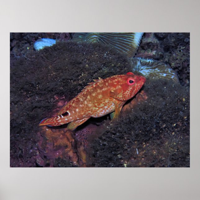 Affiche Gili T Scorpionfish (Devant)