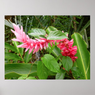 Affiche Gingembre hawaïen