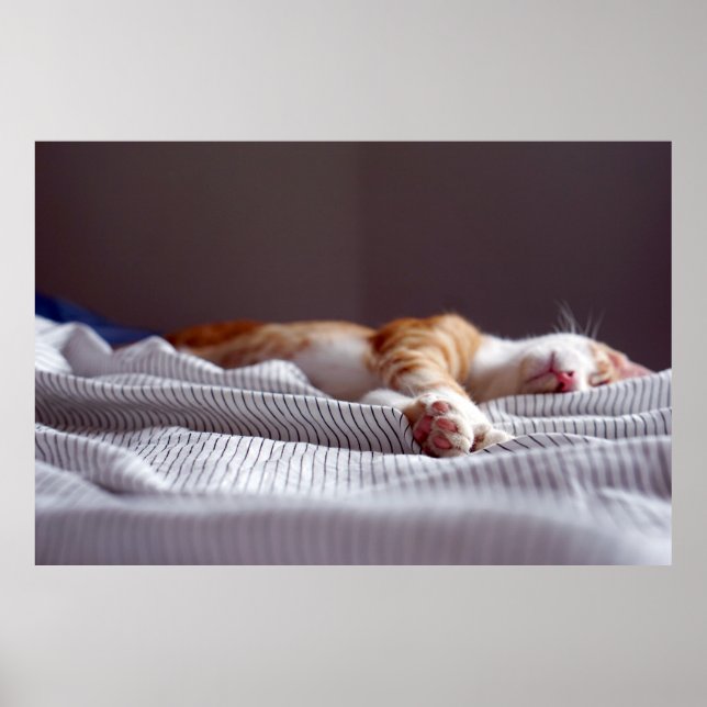 Affiche Gingembre mignon Orange Tabby Chat Dormir (Devant)
