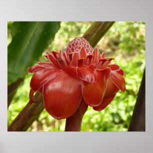 Affiche Gingembre Torchon Rouge Fleur Tropicale Photograph
