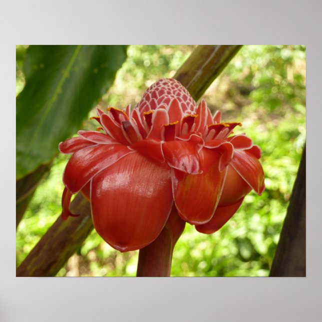 Affiche Gingembre Torchon Rouge Fleur Tropicale Photograph (Devant)
