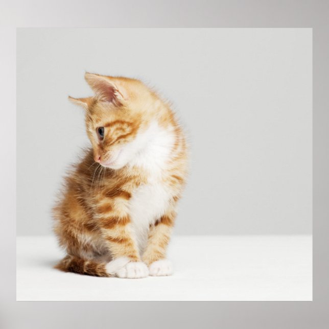 Affiche Ginger Kitten (Devant)