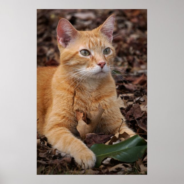 Affiche Ginger Shorthair Chat Leçons de chute Portrait (Devant)