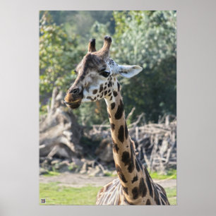 Affiche Girafe
