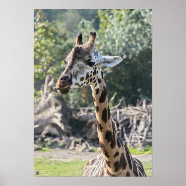 Affiche Girafe (Devant)