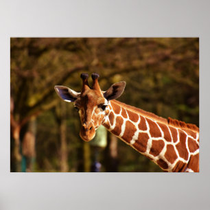 Affiche Girafe