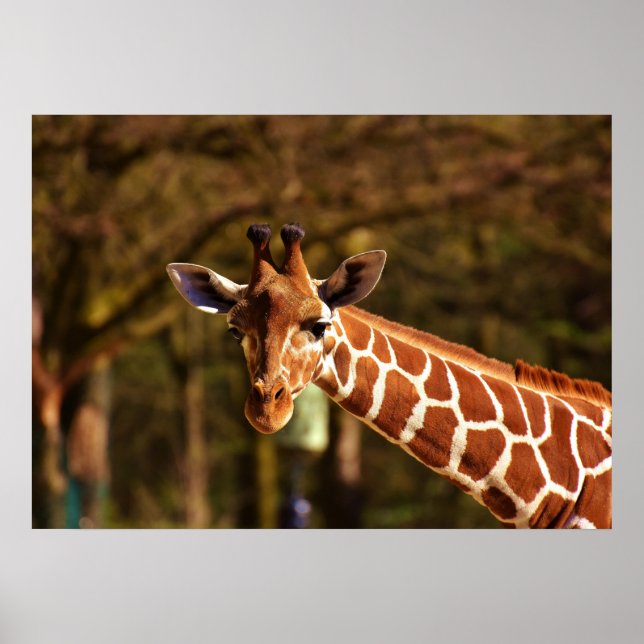 Affiche Girafe (Devant)