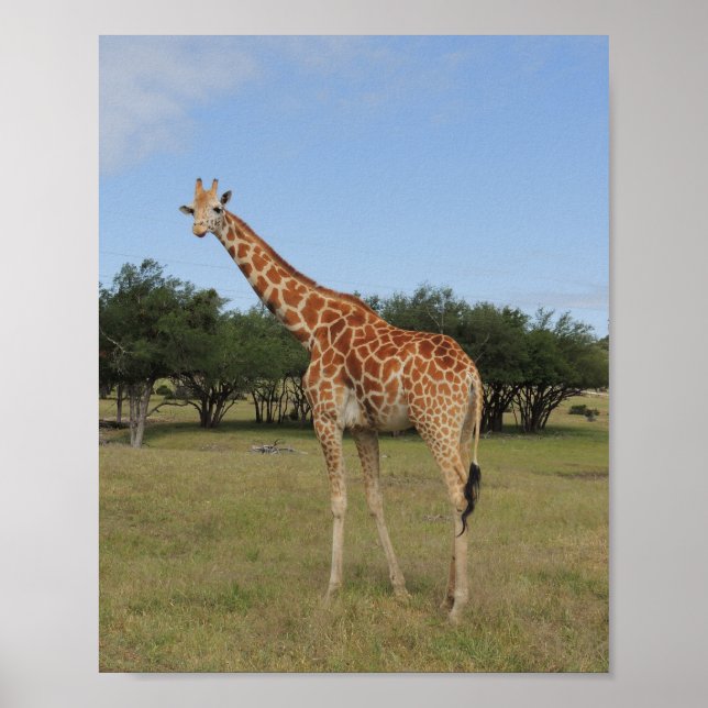 Affiche Girafe à Fossil Rim (Devant)