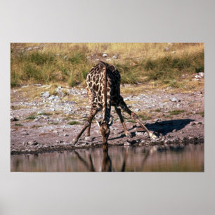 Affiche Girafe - buvant