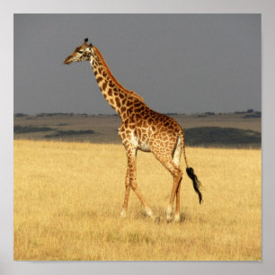 Affiche Girafe corps complet Afrique Animaux africains