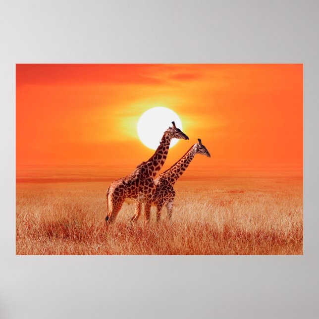 Affiche Girafe dans la savane africaine contre le dos (Devant)