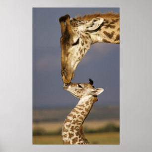 Affiche Girafe embrassant un bébé girafe