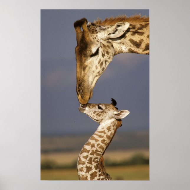 Affiche Girafe embrassant un bébé girafe (Devant)