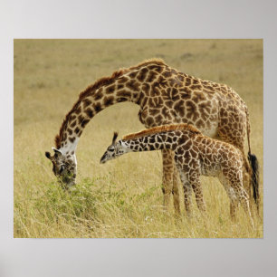 Affiche Girafe maasaï mère et bébé, Giraffa