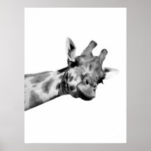 girafe noir blanc peekaboo animal africain photo