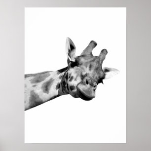 Affiche girafe noir blanc peekaboo animal africain photo