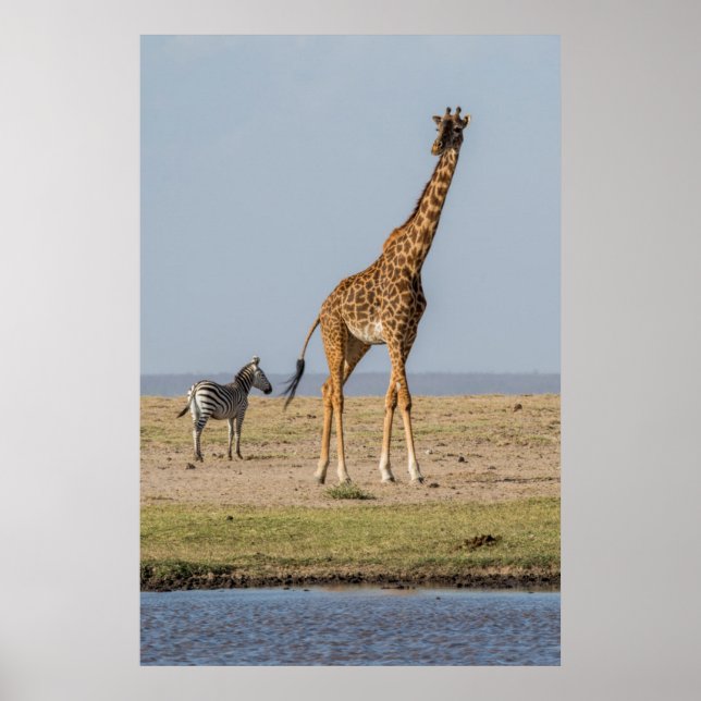 Affiche Girafe près d'un point d'eau (Devant)